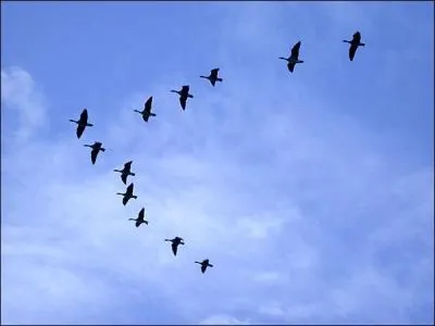 Certains oiseaux commencent leur migration avant la fin Aot, comment se guident-ils ?