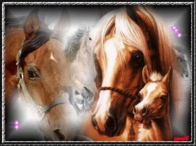 Comment s'appelle la longue marque blanche sur la face du cheval ?