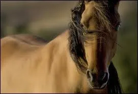 Attention, il s'agit d'expressions populaires maintenant. Que signifie l'expression :  Monter sur ses grands chevaux  ?