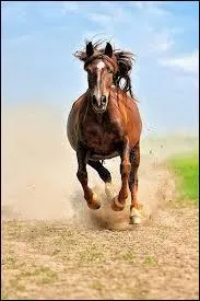 Que signifie l'expression :  Prendre le mors aux dents  ?