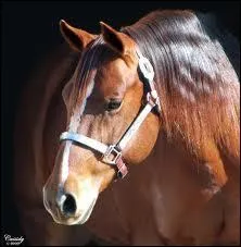 Que veut dire  dgarroter  ?