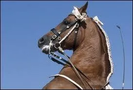 Pourquoi faut-il ajuster ses rnes ?