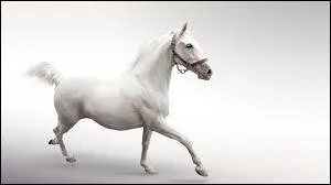 Si le moniteur vous demande d'allonger le trot, que faites vous ?