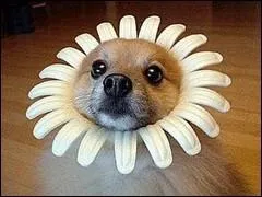 Rien de tel qu'une  figure de style  ! Grard de Nerval est l'auteur de l'un des clichs les plus clbres,  le premier homme  avoir compar la femme  une fleur tait :