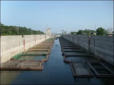 Mais manger une cuillre  th de caviar qui vient de Patagonie c'est pas tellement thique. Et celui de la Russie est interdit depuis belle lurette. Alors pour un choix vraiment cologique vous choisirez le caviar...