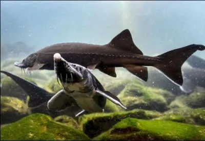 Le caviar est le nom exclusivement rserv aux... ? (question simple pour que personne n'ait zro)