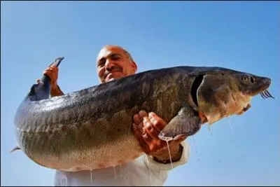 En 20 ans la surpche dans la mer Caspienne a caus l'effondrement des stocks On est pass d'une rcolte de 1, 000 tonnes de caviar par anne ... ?