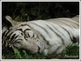 Les tigres sont-il en danger en ce moment ?