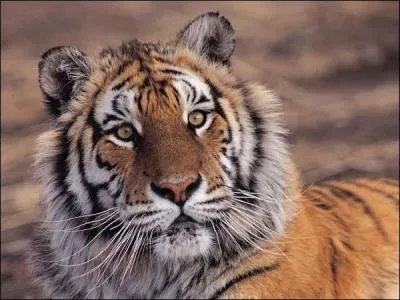 Les tigres peuvent-ils tre de bonne compagnie ?