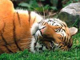 Quiz Tigres
