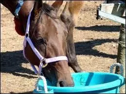 Combien de litre d'eau boit un cheval par jour ?