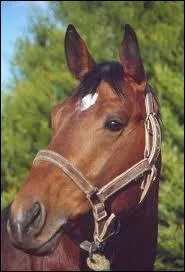 Comment s'appelle cet en-tte ?