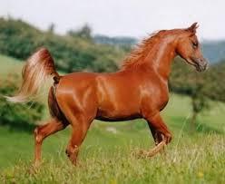 Quiz Galop 2