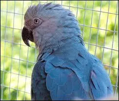 Voici un des plus rares :