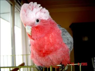 Quel est ce cacatos hupp ?