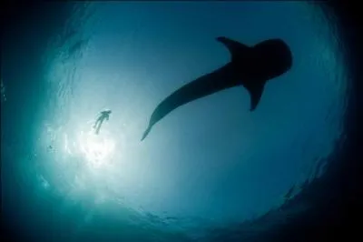 Quel est ce requin ?