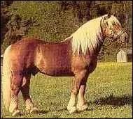 Quelle est la race de ce cheval ?