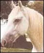 Quelle est la race de ce cheval ?