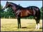 Quelle est la race de ce cheval ?