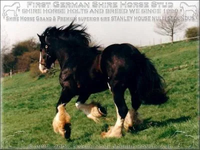 Quelle est la race de ce cheval ?