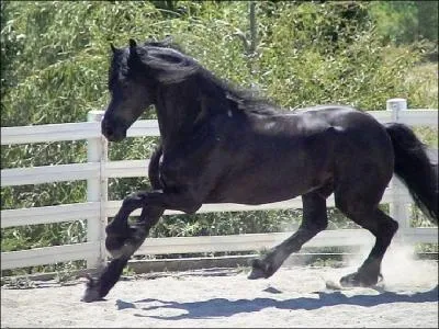 Quelle est la race de ce cheval ?