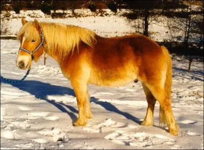 Quelle est la race de ce cheval ?