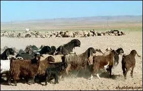 Quel est le dsert, qui s'tend, entre autres, sur la Syrie, la Jordanie et l'Irak ?