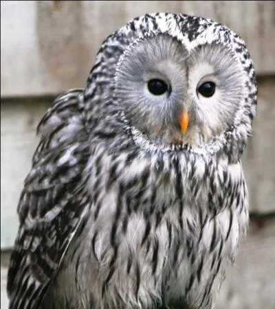 De quelle chouette s'agit-il ?