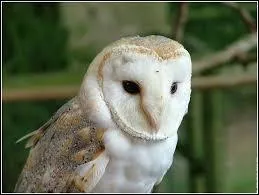 De quelle chouette s'agit-il ?