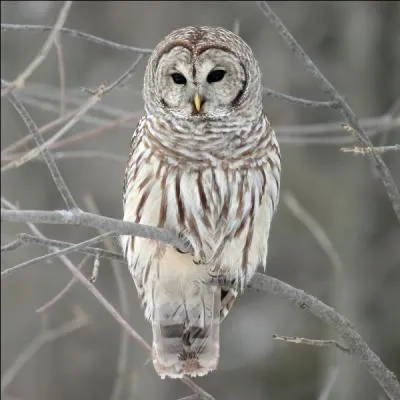 De quelle chouette s'agit-il ?