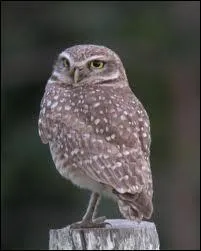 De quelle chouette s'agit-il ?