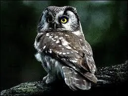 De quelle chouette s'agit-il ?