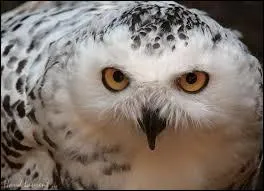 De quelle chouette s'agit-il ?