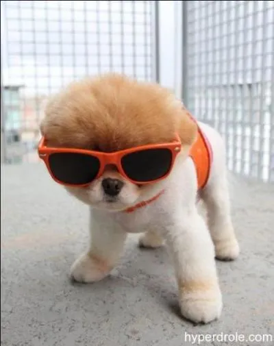 Quel est cet animal ?