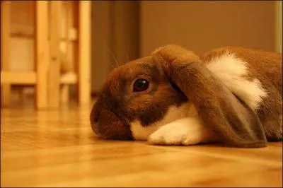 Quel est cet animal ?