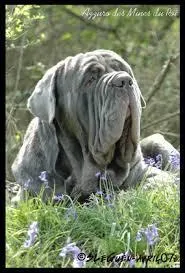 Qui est le matre de Crockdur ?