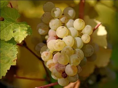 Un vin blanc sec, raffin sera en parfait accord avec un plateau de fromages affins si vous servez :