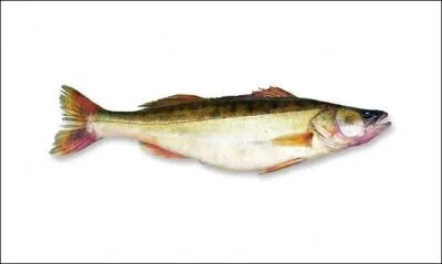 L'accompagnement d'un sandre de Loire pourrait se faire avec des pommes  bouchon  cuites  la vapeur. Quelle est donc cette garniture ?