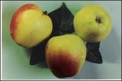 Cette pomme  la forme trs vocatrice existe un peu partout, mais c'est en Normandie que l'on en trouve le plus grand nombre. Elle fait partie des -----.