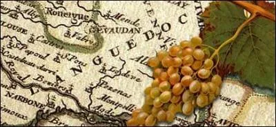 Sortons des dpartements de l'ouest de la France. Je vous propose une Clairette-du-Languedoc pour accompagner les pommes au four. D'o vient ce vin blanc gnreux,  la robe jaune soutenu ?