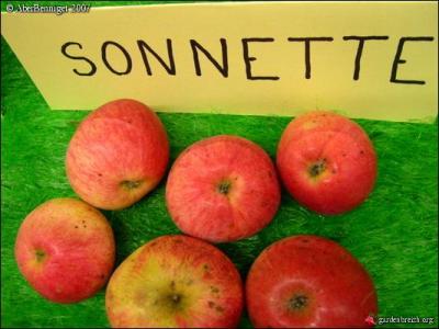 Les trois varits de pommes  Ppin Sonnant, Sonnette et Grelot  ont la mme caractristique. Laquelle ?