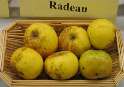 La pomme  radeau/radot  est de la varit des :