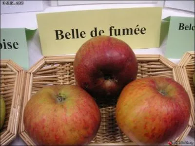 Le fruit est d'un trs gros calibre, de forme arrondie, mais aplatie. La chair blanche, douce, peu acidule, juteuse, croquante, se rvle aussi bonne crue que cuite. On trouve la  Belle de Fume  dans le canton de Combourg. Comment cette ville est-elle appele ?