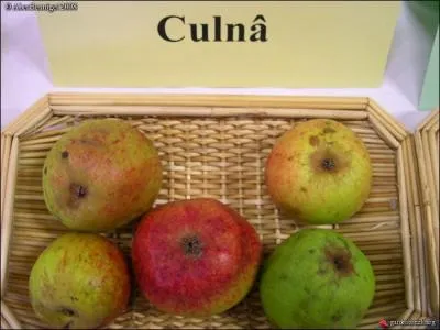 O se situe le canton de Broons, territoire sur lequel vous rcolterez des pommes  Culn  ? C'est une varit trs rsistante qui lui valut d'tre expdie  Paris par wagon.