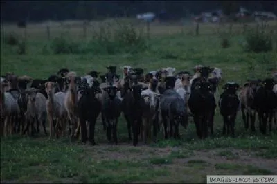 Y a-t-il un mode "Zombies" dans le jeu 'Call of Duty, Black Ops 2' ? (Pour comprendre la question, agrandissez l'image ! )