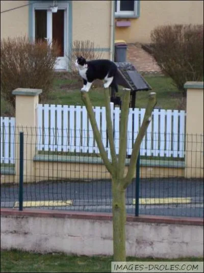 Parmi ces personnes, laquelle ne fait pas partie du jury de "La France a un incroyable talent" ? (2013)