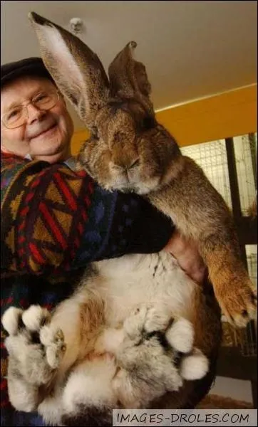 Quelle est l'espérance de vie du lapin domestique ?