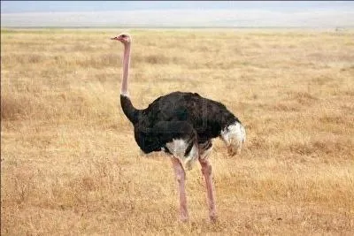 L'autruche fait :