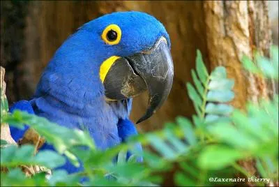 L'ara bleu vit en moyenne :