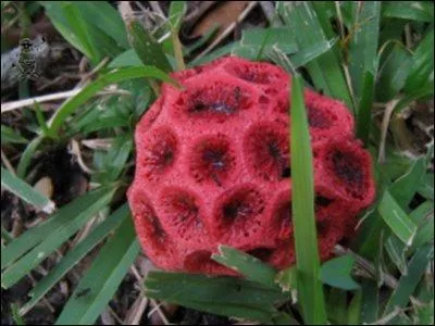 En quel sicle le Clathrus Ruber a-t-il t dcouvert ?